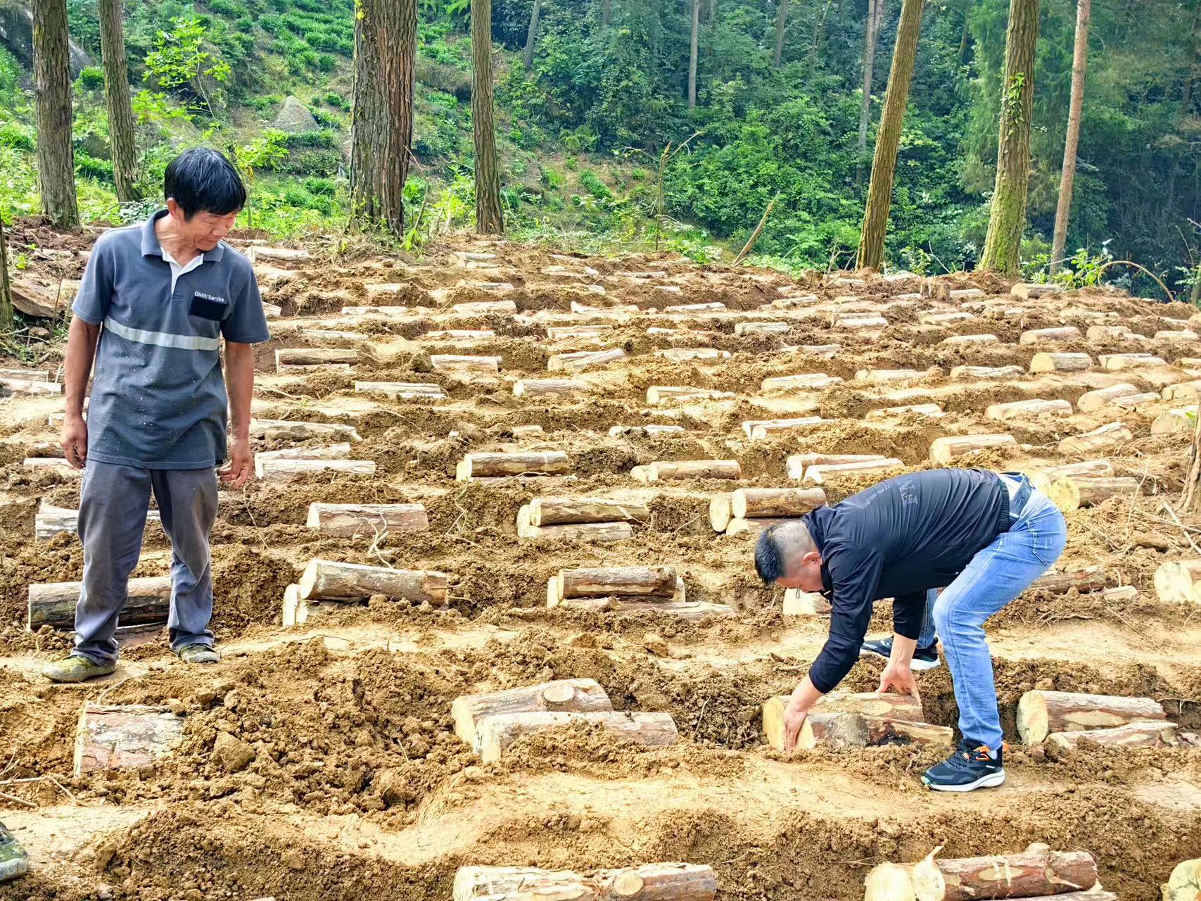 發(fā)展林下產(chǎn)業(yè) 壯大農(nóng)村新型集體經(jīng)濟
